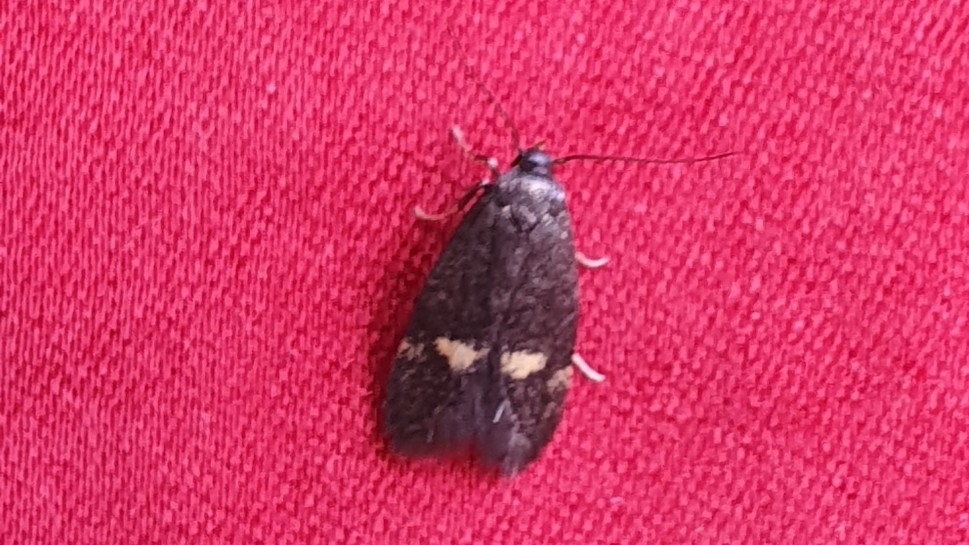Borkhausenia nefrax, California species