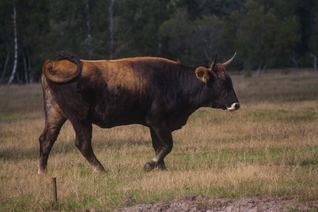 Bos taurus (Cattle), California species