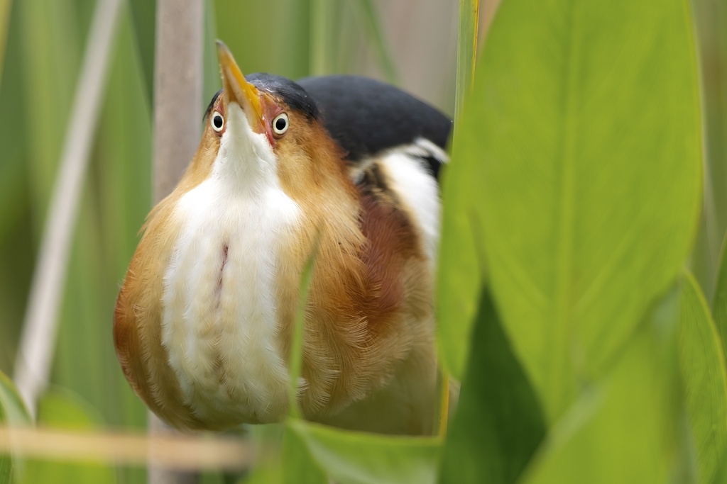 Botaurus exilis (Least Bittern), California species