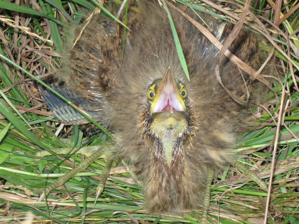 Botaurus lentiginosus (American Bittern), California species