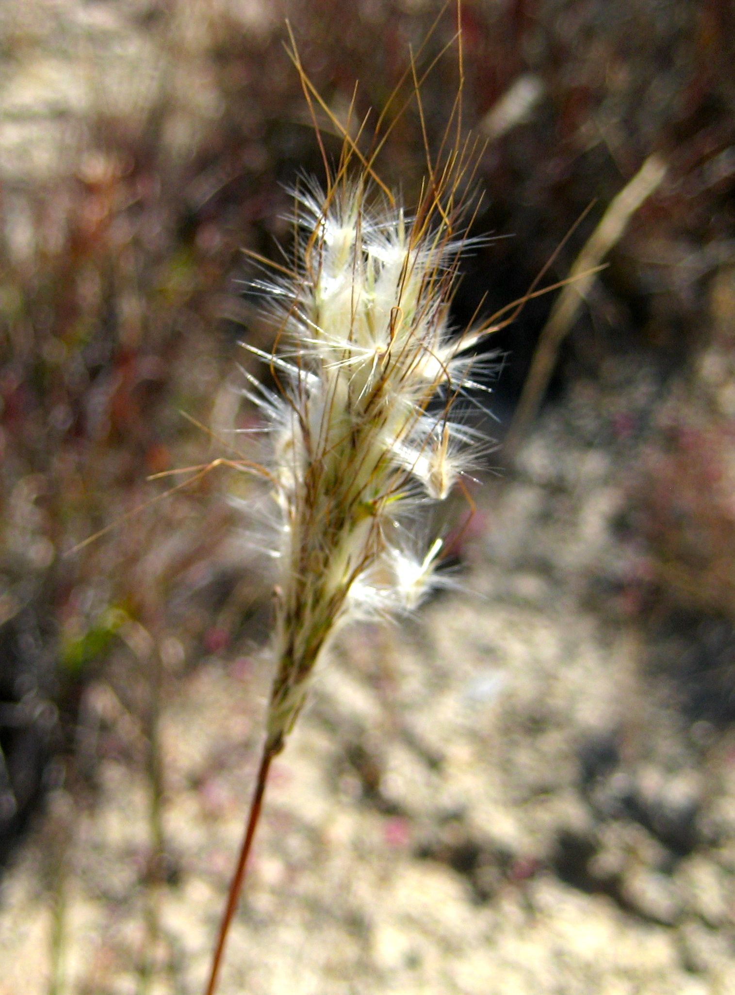 Bothriochloa barbinodis (Cane bluestem), native California grass