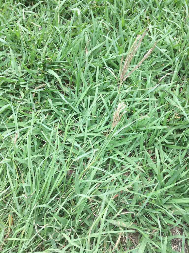 Bothriochloa ischaemum (King ranch bluestem), non-native California grass