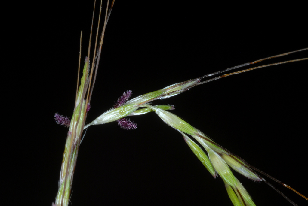Bothriochloa sp., non-native California perennial