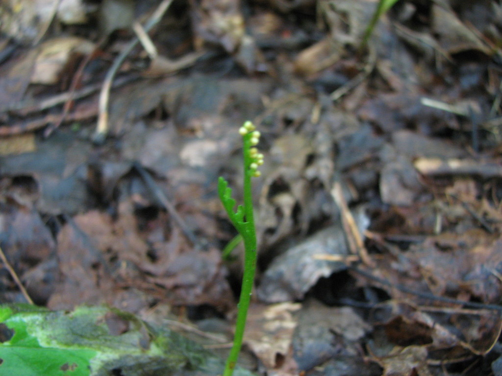 Botrychium ascendens (Upswept moonwort), native California herb