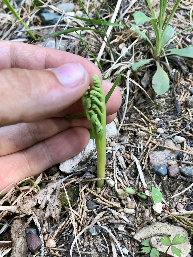 Botrychium campestre var. lineare (Slender moonwort), native California perennial