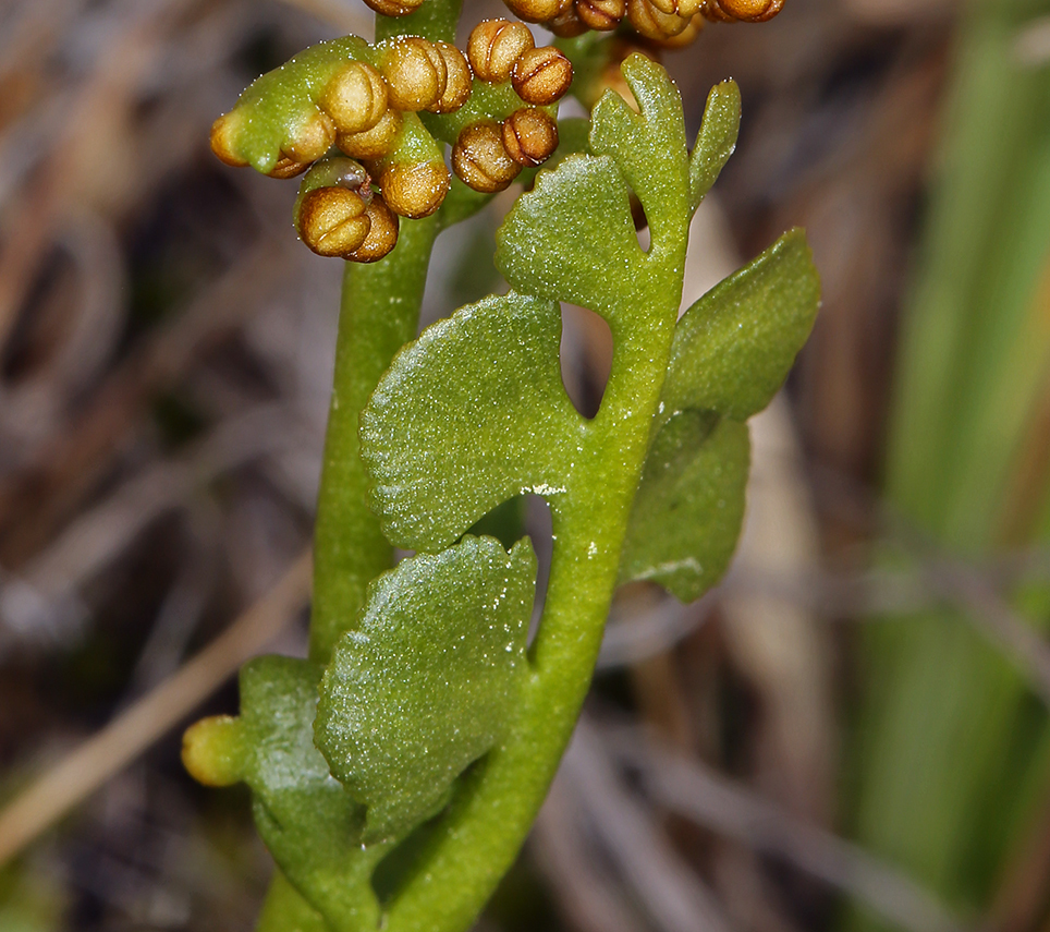 Botrychium crenulatum (Scalloped moonwort), native California herb