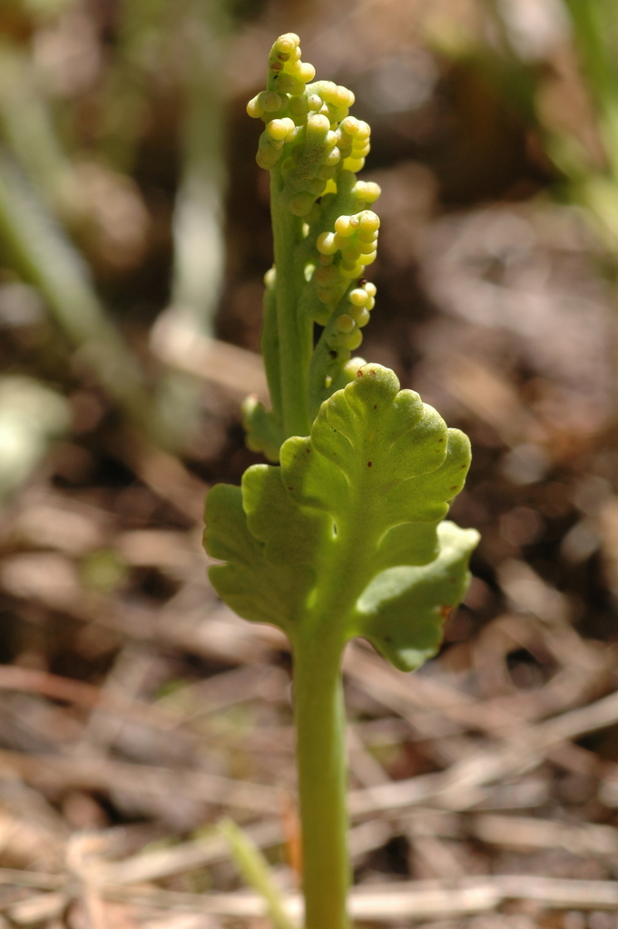 Botrychium hesperium (Western moonwort), native California herb