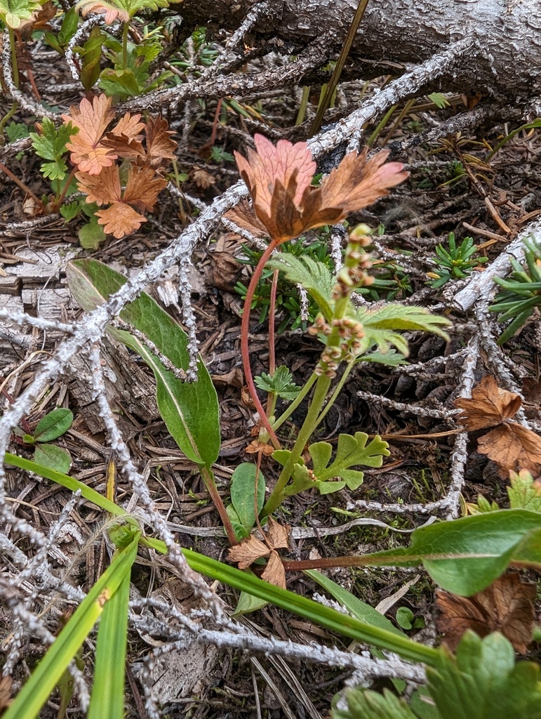 Botrychium minganense (Mingan moonwort), native California herb