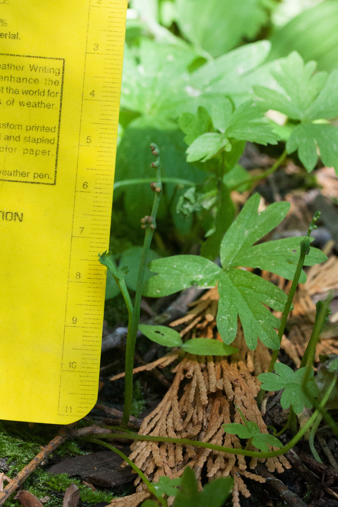 Botrychium montanum (Western goblin moonwort), native California herb