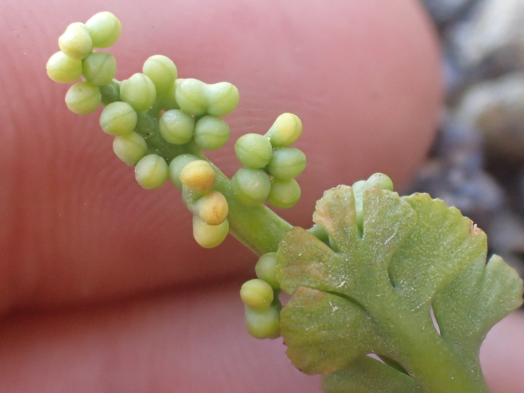 Botrychium neolunaria (Common american moonwort), native California herb