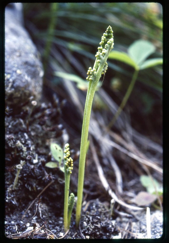 Botrychium paradoxum (Paradox moonwort), native California herb