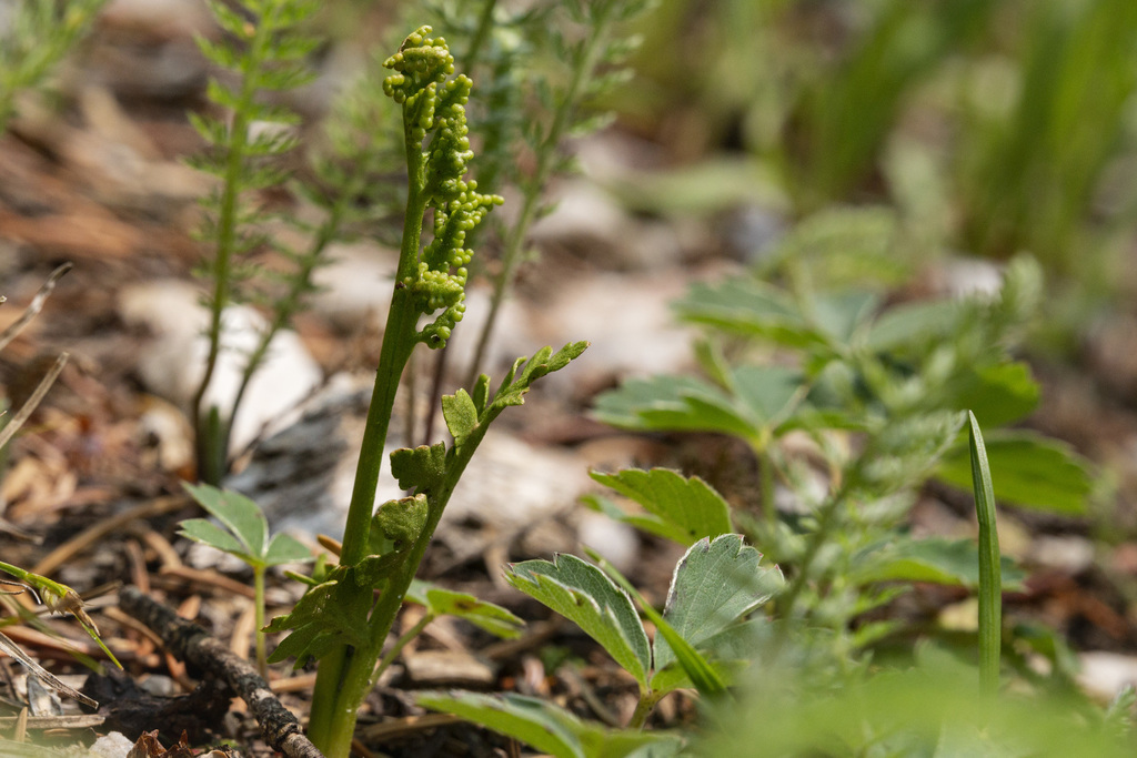 Botrychium pinnatum (Northwestern moonwort), native California herb