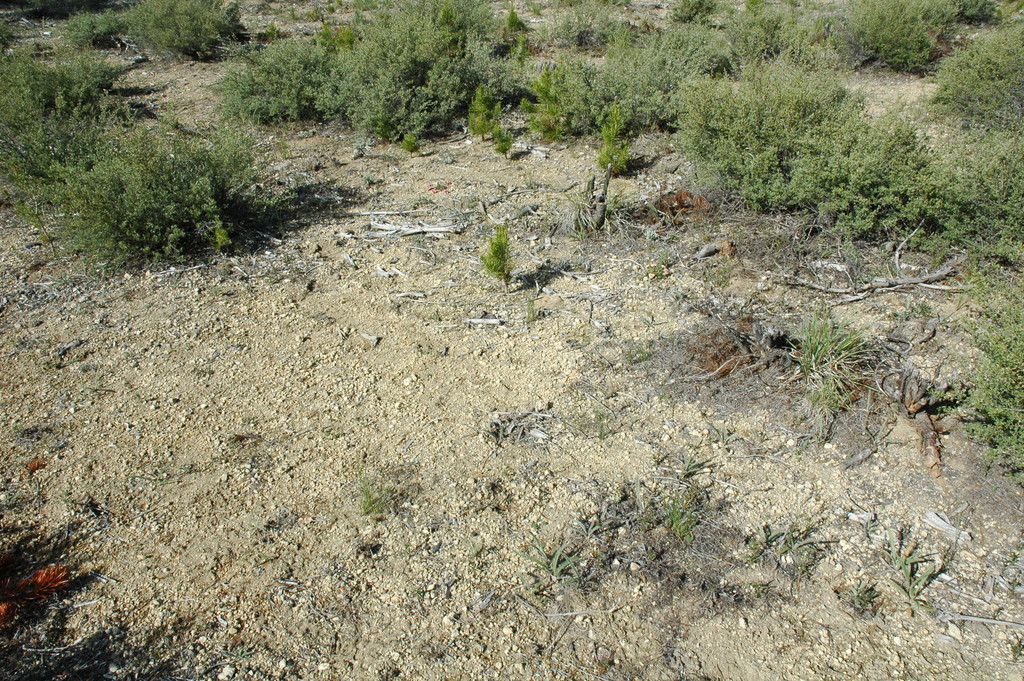 Botrychium pumicola (Pumice moonwort), native California herb
