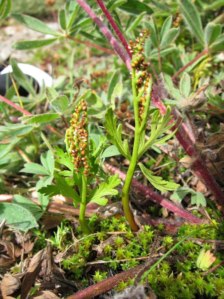 Botrychium rubellum (Red lanceolate moonwort), native California perennial