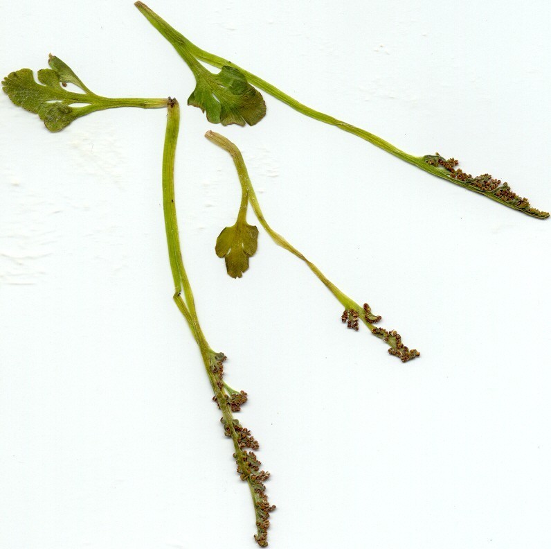Botrychium simplex (Least moonwort), native California herb