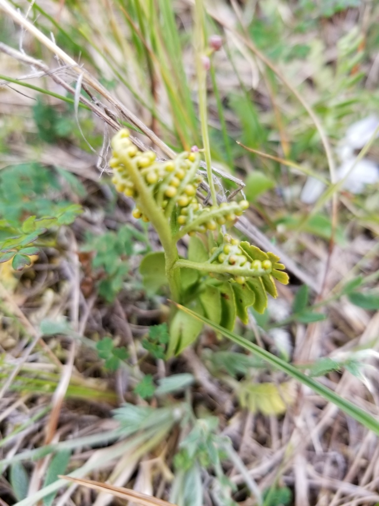 Botrychium tunux (Moosewort), native California herb