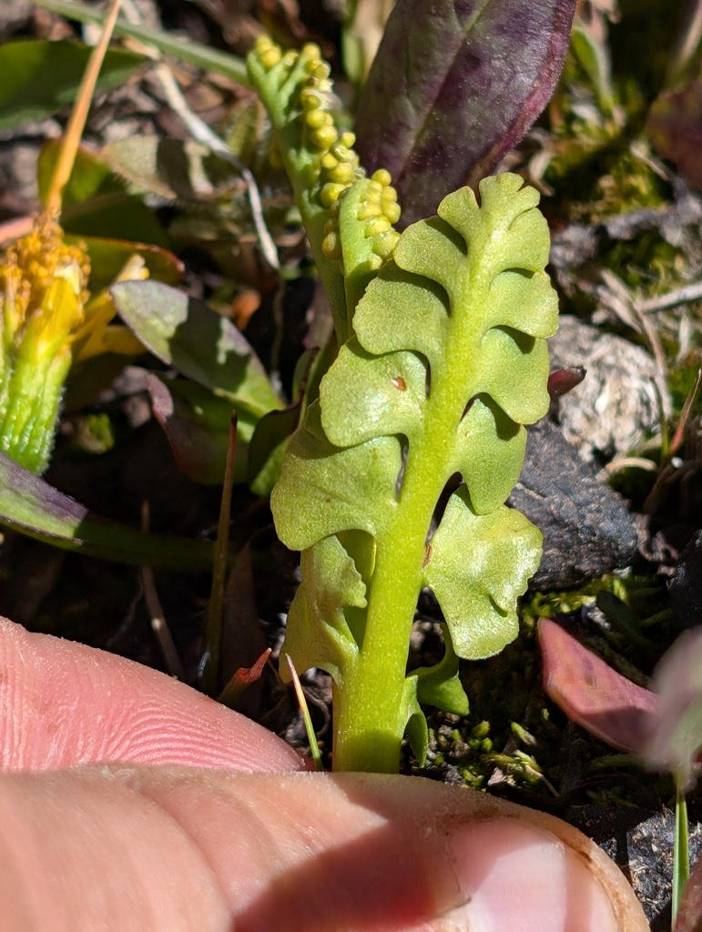 Botrychium yaaxudakeit (Giant moonwort), native California herb