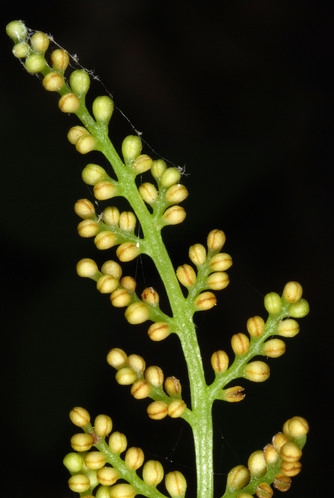 Botrypus virginianus (Rattlesnake fern), native California herb