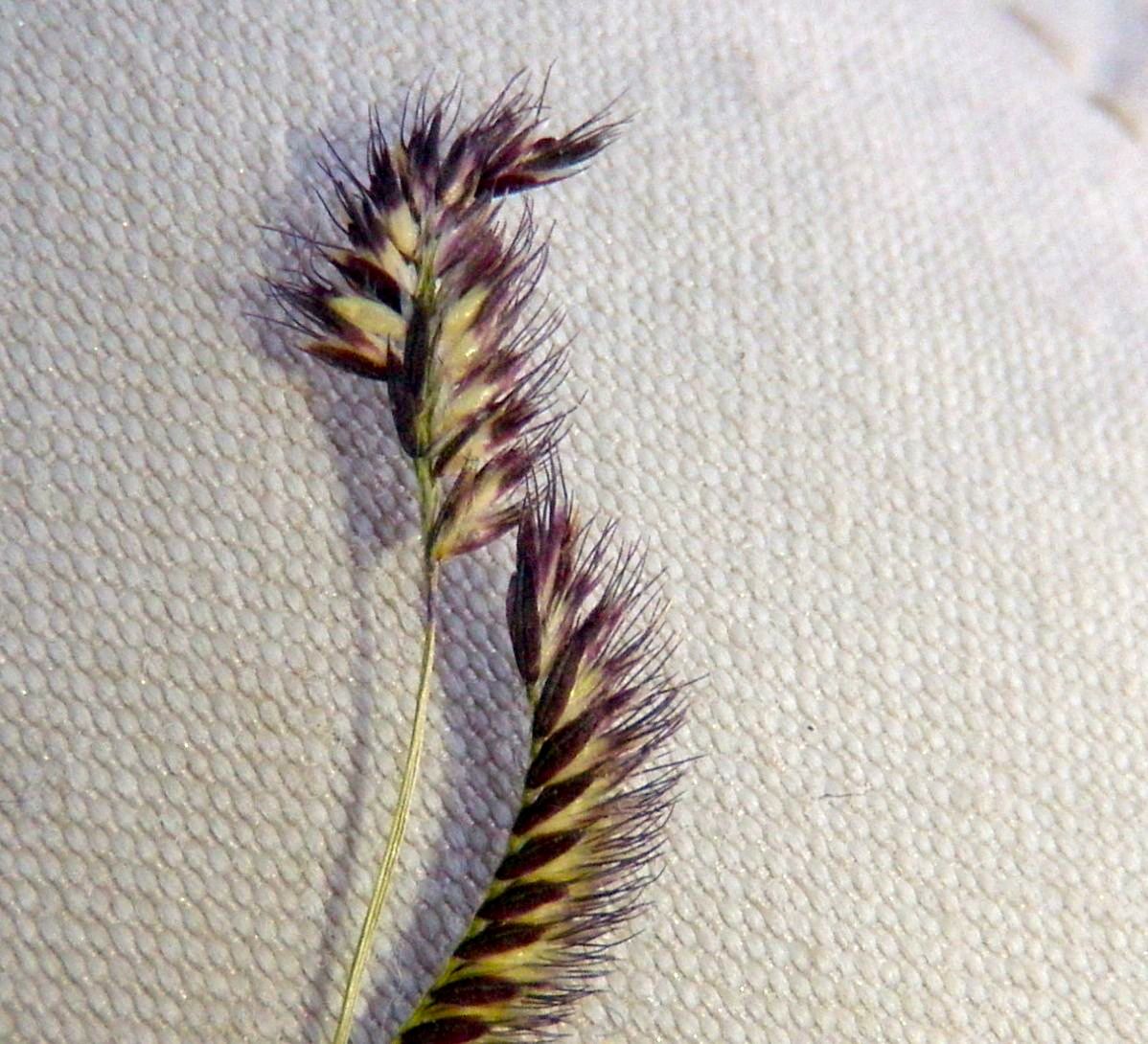Bouteloua barbata var. barbata (Sixweeks grama), native California annual