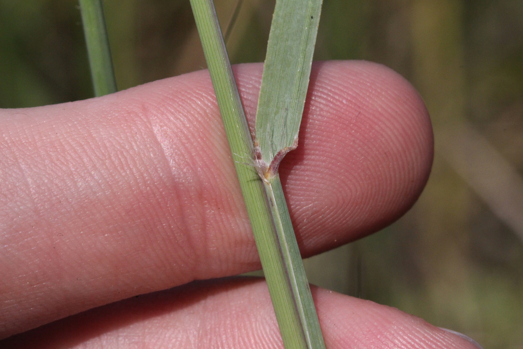 Bouteloua curtipendula (Side-oats grama), native California grass