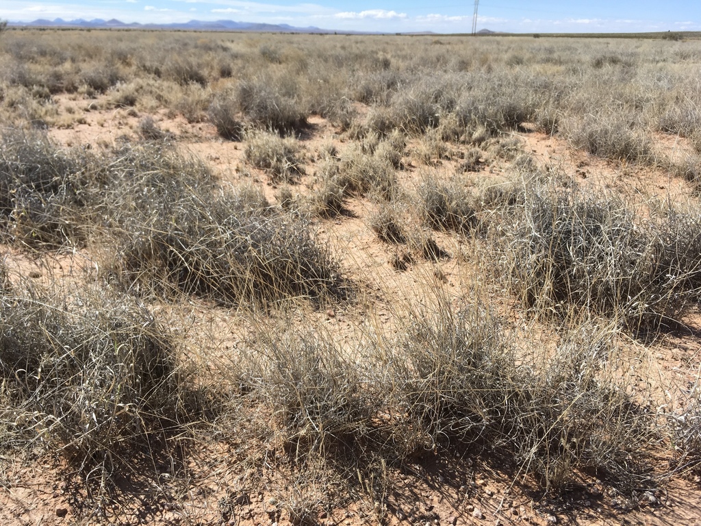 Bouteloua eriopoda (Black grama), native California grass