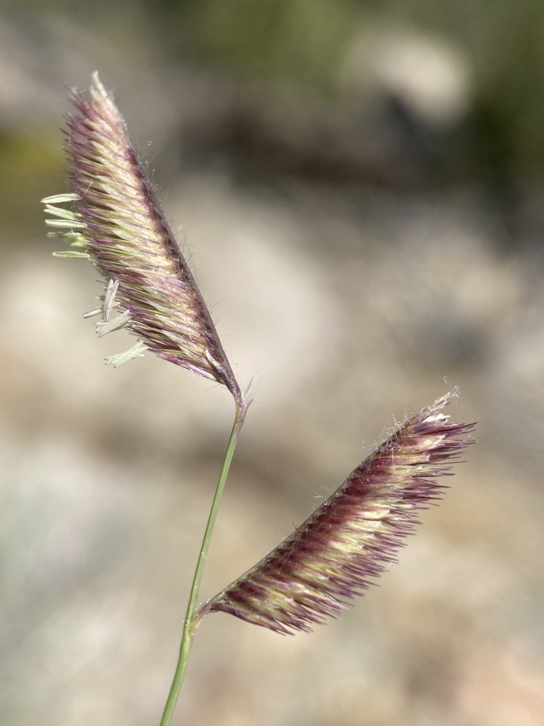 Bouteloua gracilis (Blue grama), native California grass