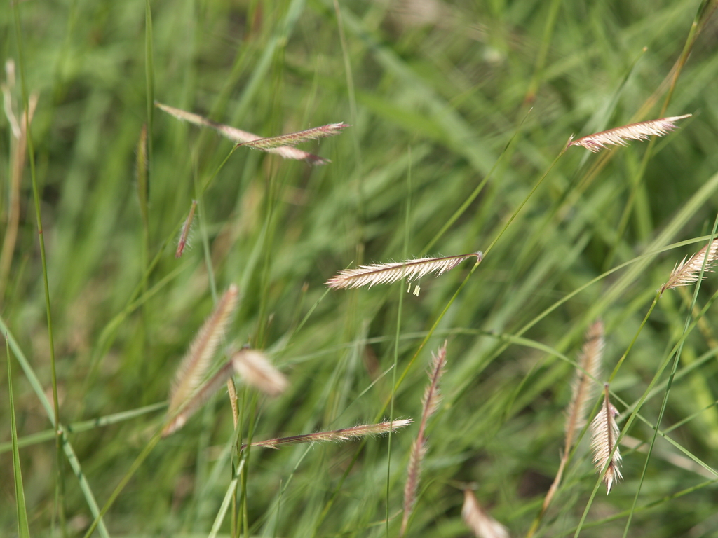 Bouteloua sp. (Grama), non-native California perennial