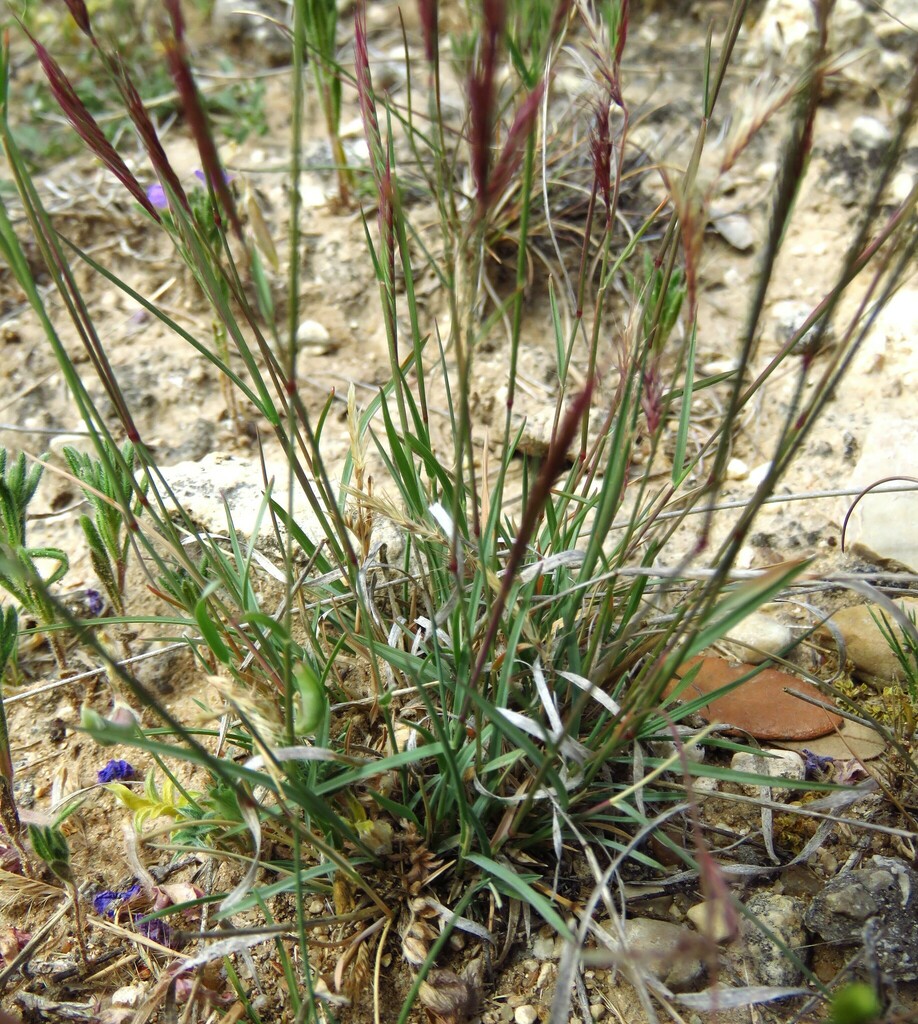 Bouteloua trifida (Three-awned grama), native California grass