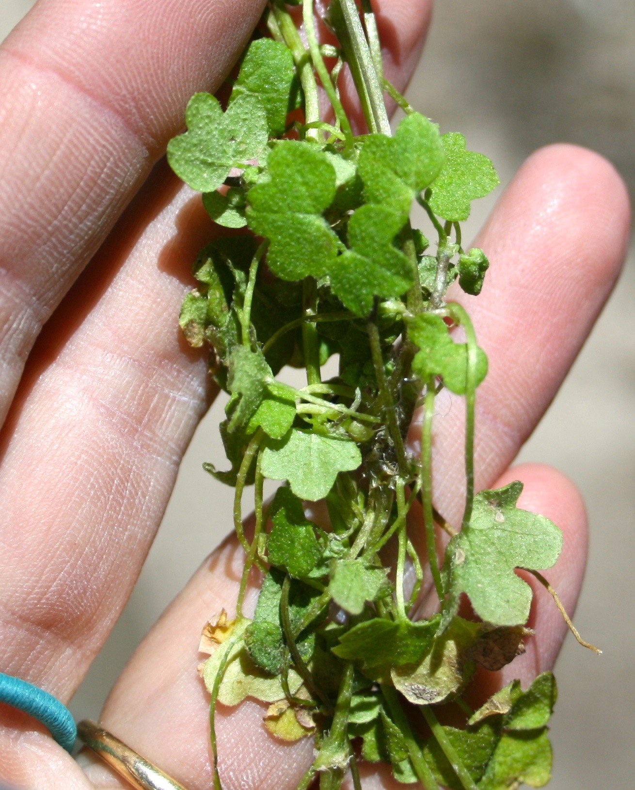 Bowlesia incana (Hoary bowlesia), native California herb