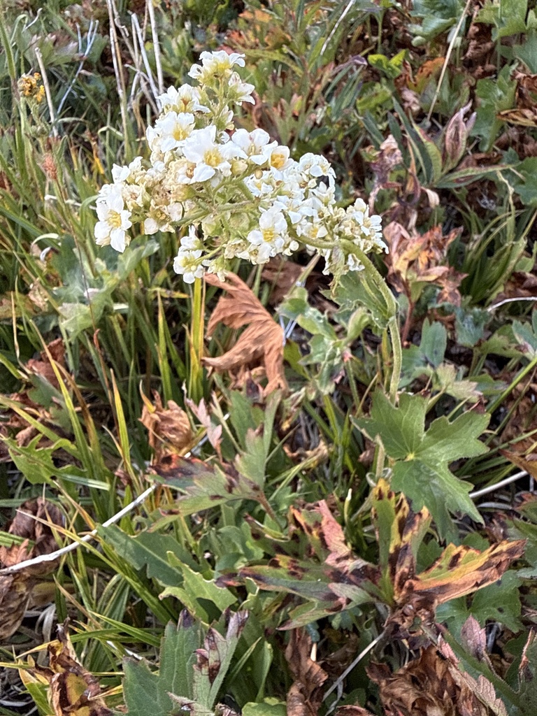 Boykinia major (Large boykinia), native California herb