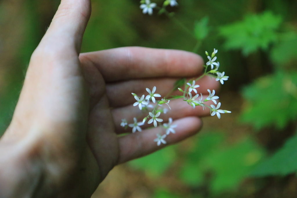 Boykinia occidentalis (Brook foam), native California herb