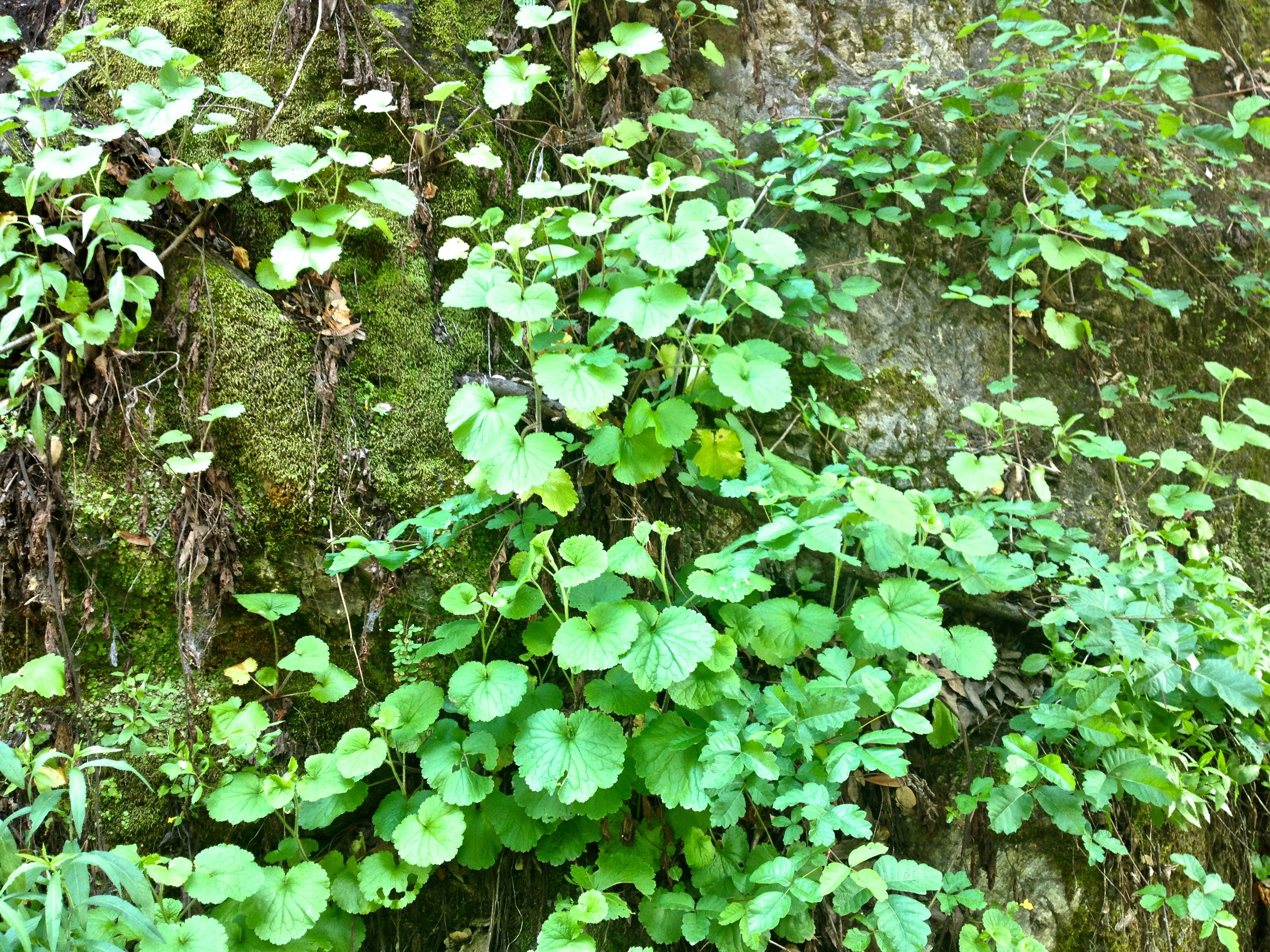 Boykinia rotundifolia (Round leaved boykinia), native California herb