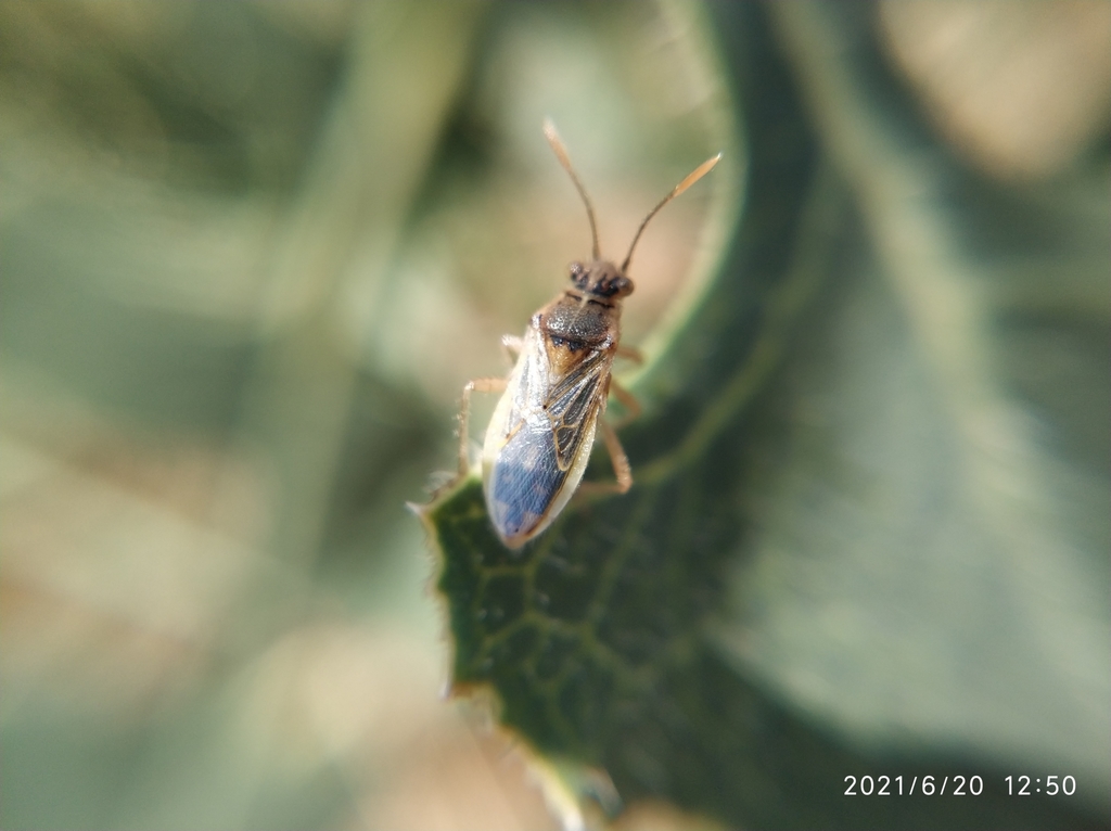 Brachycarenus tigrinus, California species