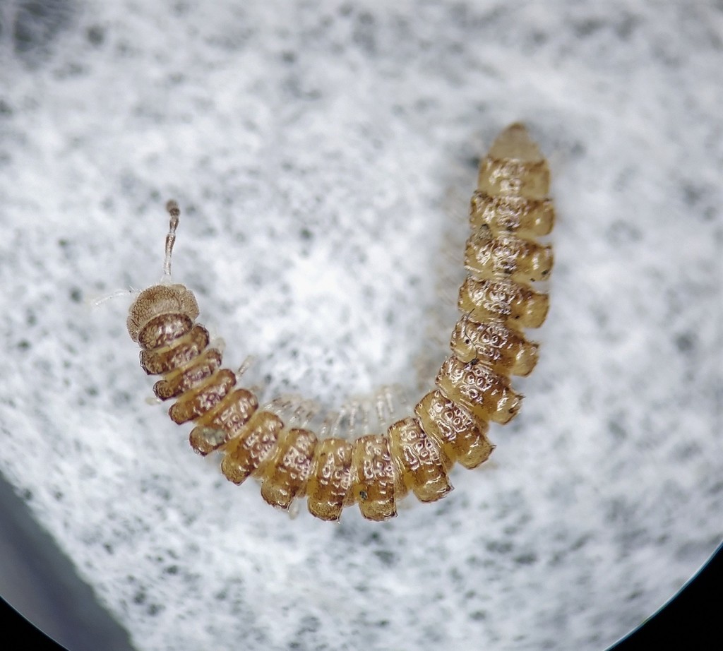 Brachydesmus superus (Compact Flat-backed Millipede), California species