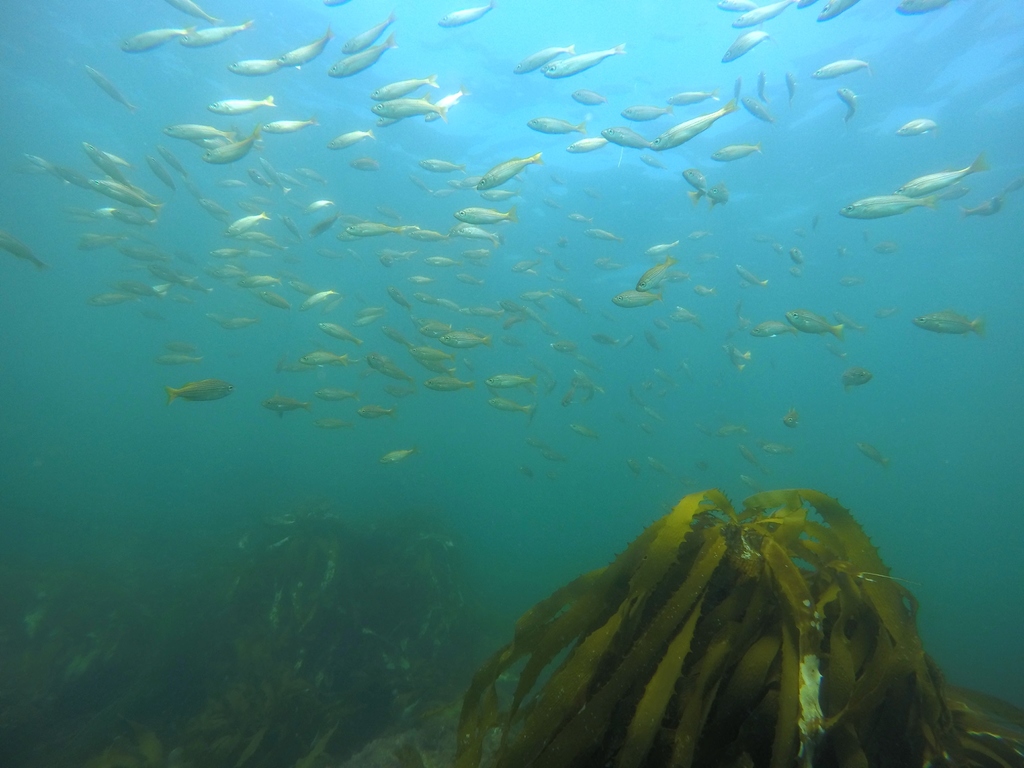 Brachygenys californiensis (California Salema), California species