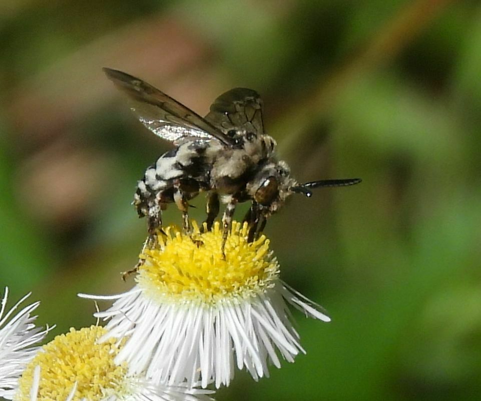 Brachymelecta californica (California Digger-cuckoo Bee), California species