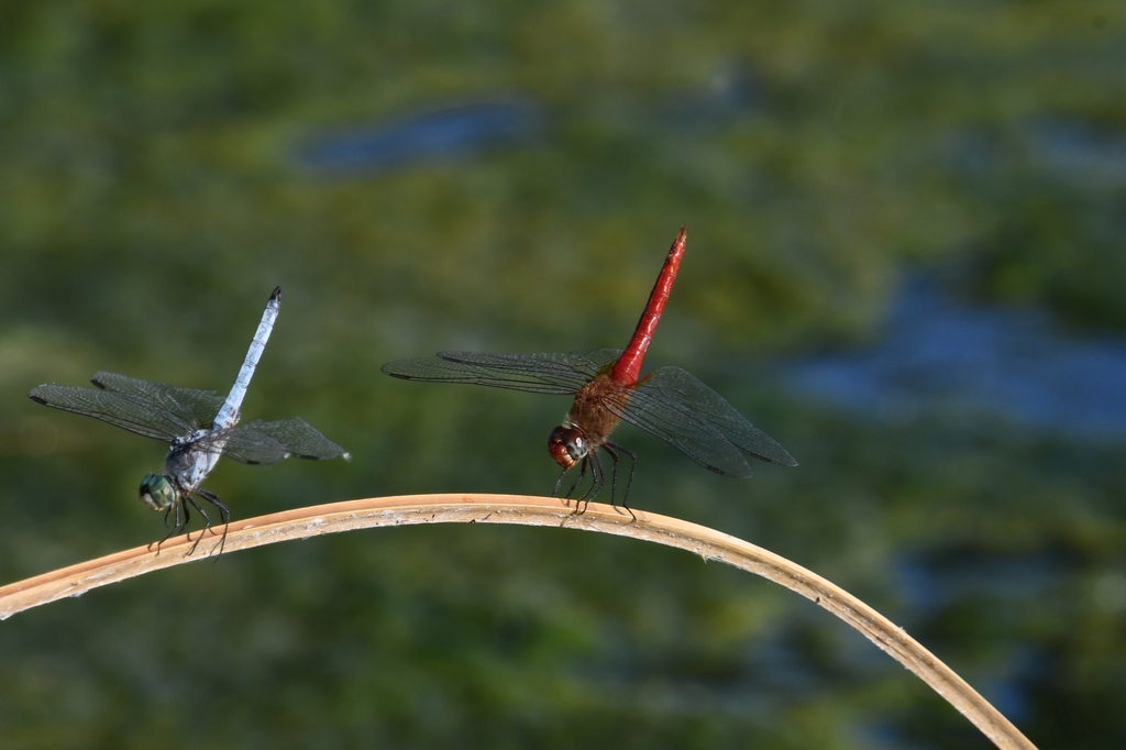 Brachymesia furcata (Red-tailed Pennant), California species