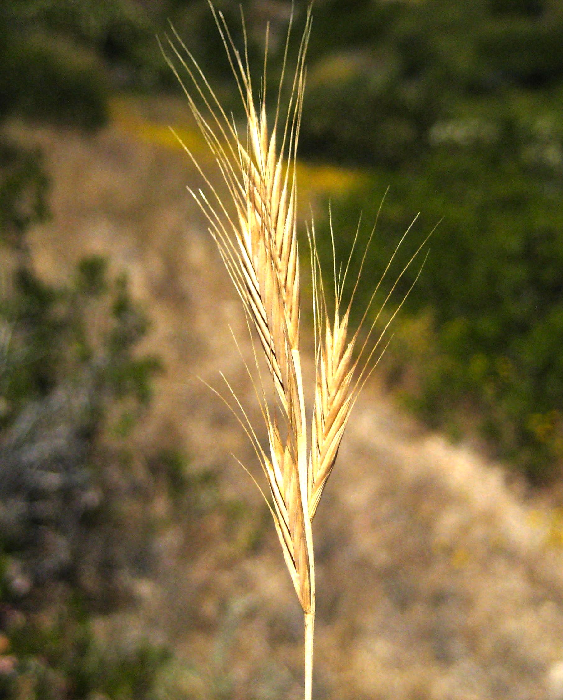 Brachypodium distachyon (False brome), non-native California grass