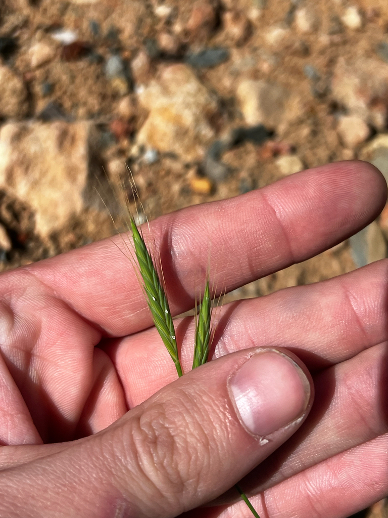 Brachypodium hybridum (Hybrid falsebrome), non-native California grass