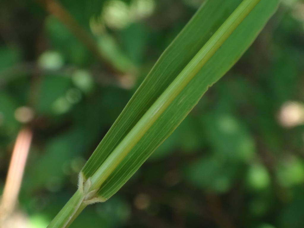 Brachypodium pinnatum (Heath false brome), non-native California grass