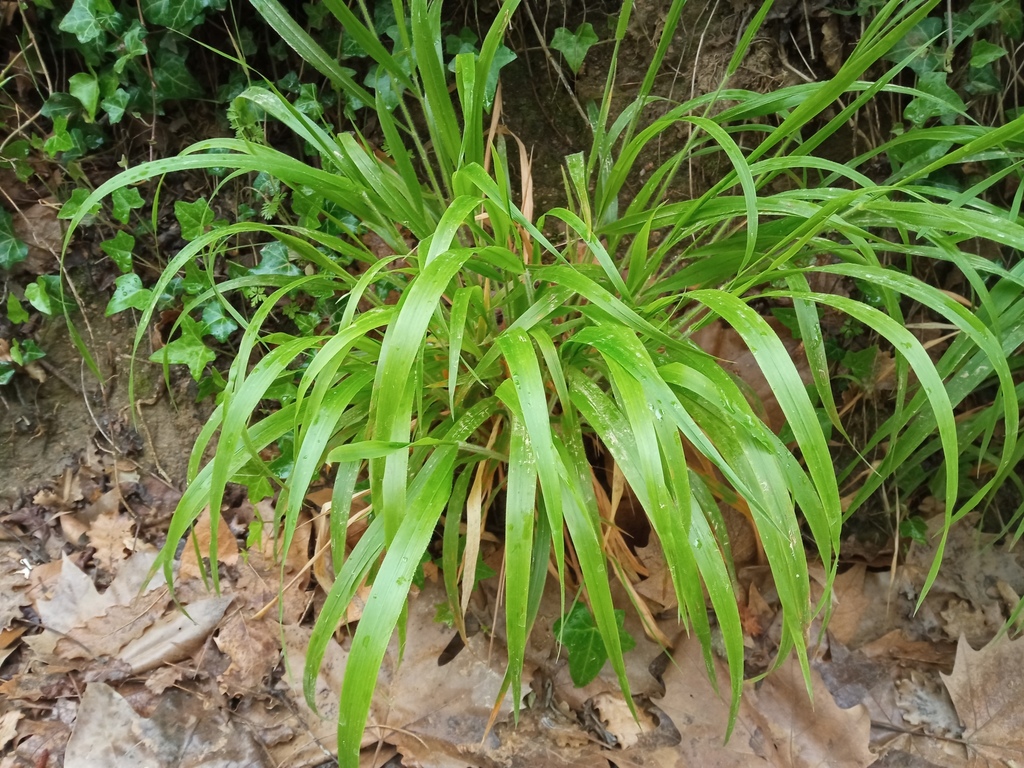 Brachypodium sylvaticum (Slender false brome), non-native California grass
