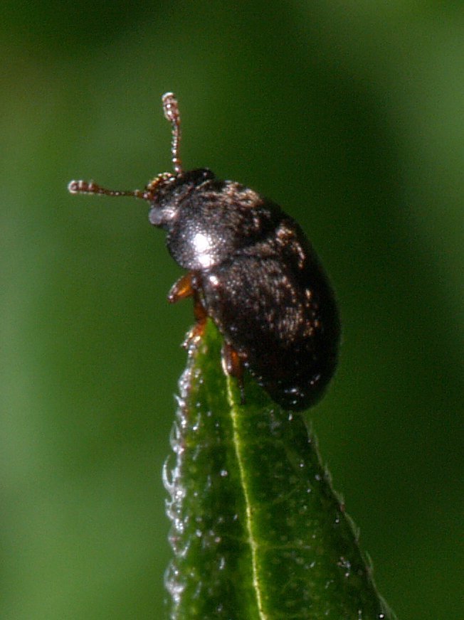 Brachypterus urticae, California species