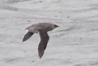 Brachyramphus brevirostris (Kittlitz's Murrelet), California species