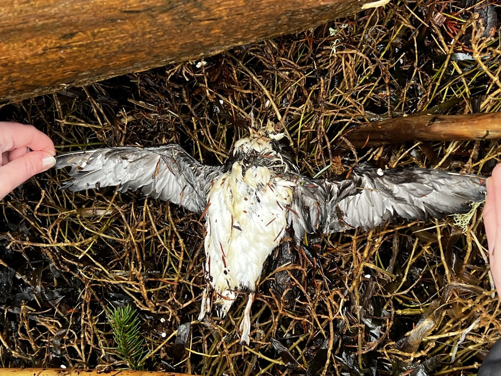 Brachyramphus marmoratus (Marbled murrelet), California species
