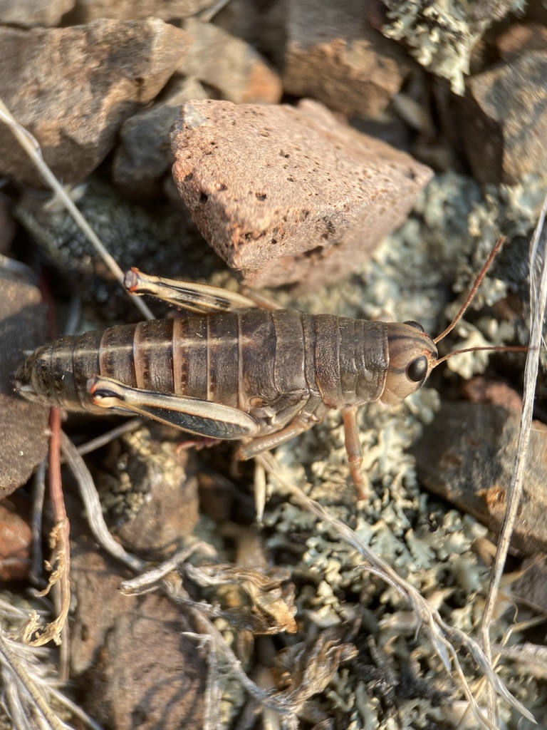 Bradynotes obesa (Slow Mountain Grasshopper), California species