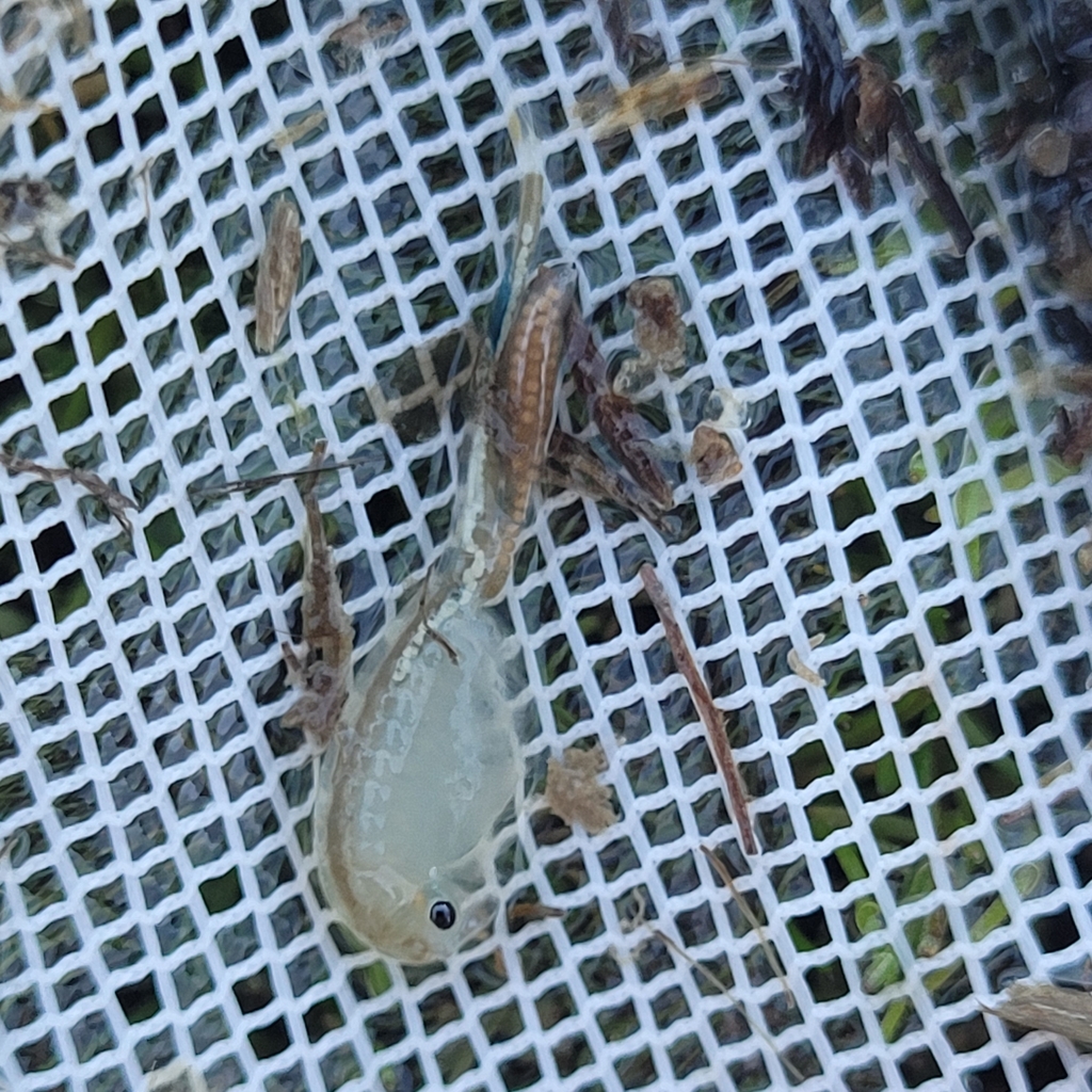 Branchinecta conservatio (Conservancy fairy shrimp), California species