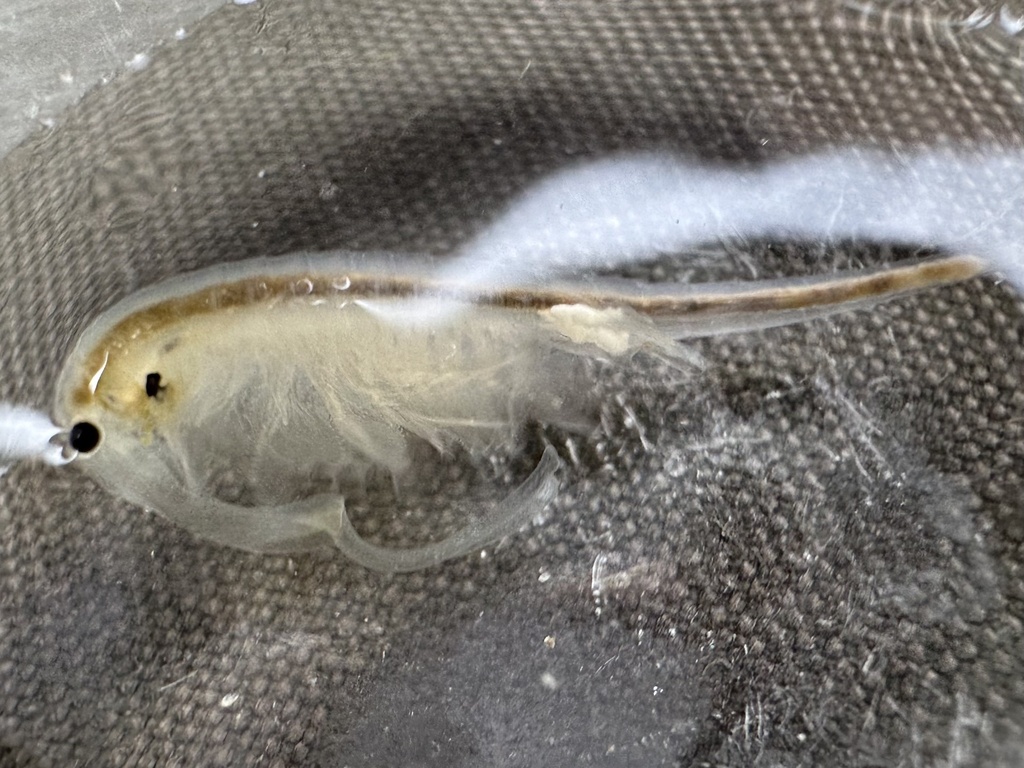 Branchinecta longiantenna (Longhorn fairy shrimp), California species