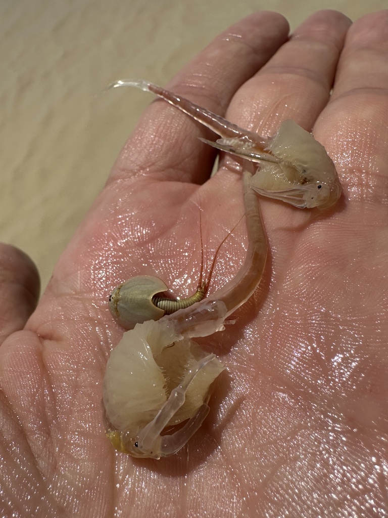 Branchinecta mesovallensis (Midvalley Fairy Shrimp), California species