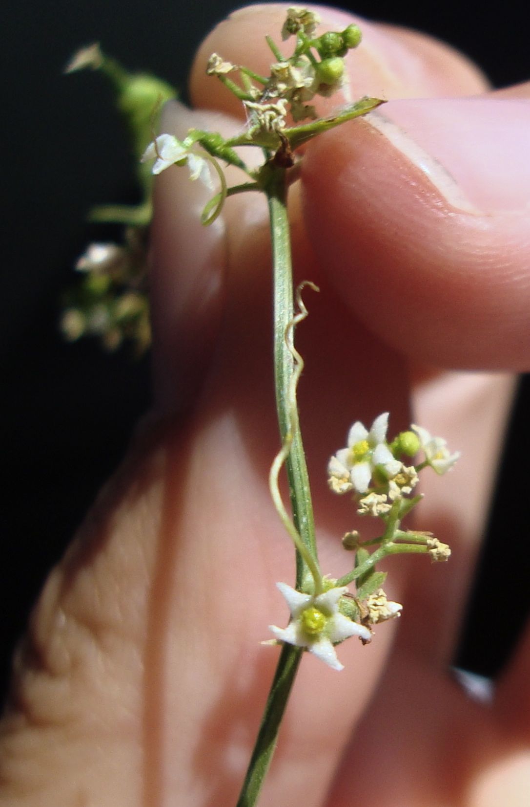Brandegea bigelovii (Brandegea), native California vine