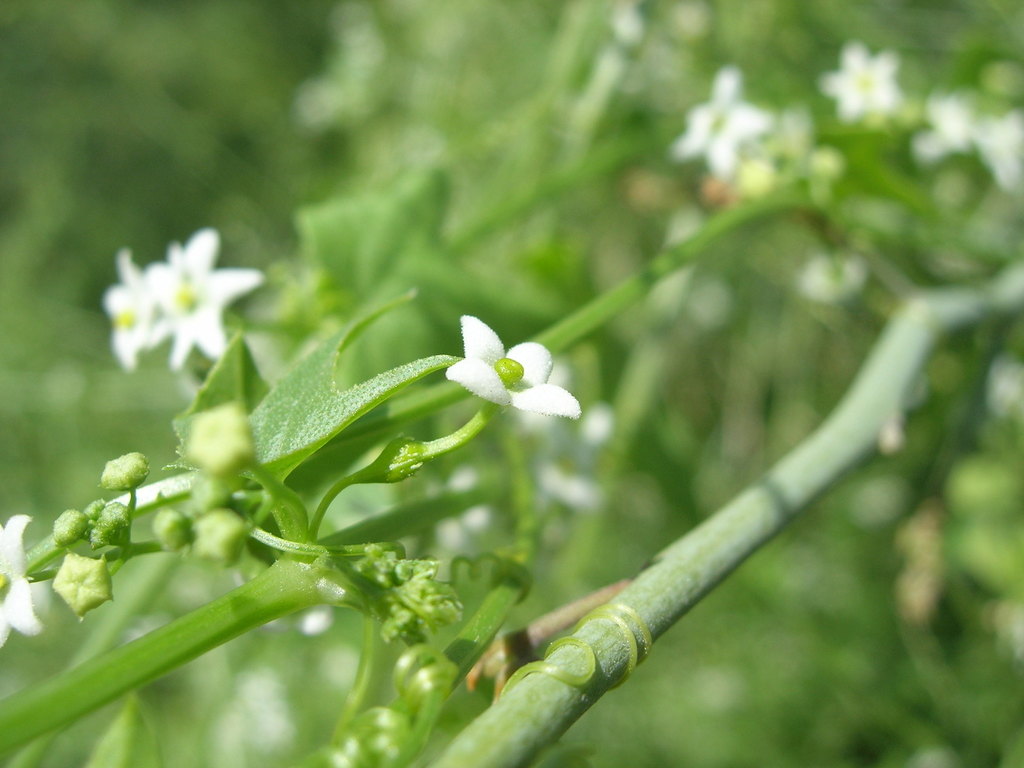 Brandegea sp. (Desert star-vine), non-native California perennial